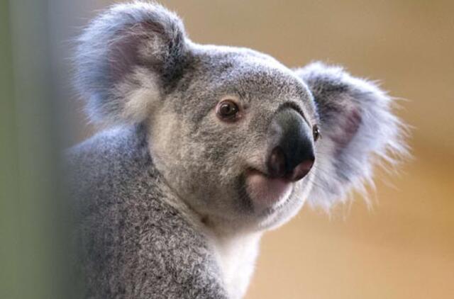 Duisburgo zoologijos sode užmigdyta seniausia Europos koala