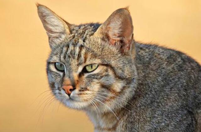 Katės: nepriklausomybė per milijonus metų