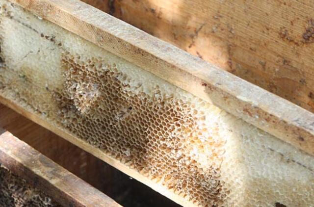 Parodoje "Vidinės atminties archyvas" - objektai iš bičių korių