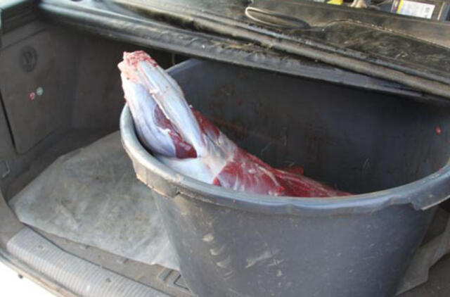 Už neteisėtai nušautą vaikingą briedę – daugiau kaip 23 tūkst. litų