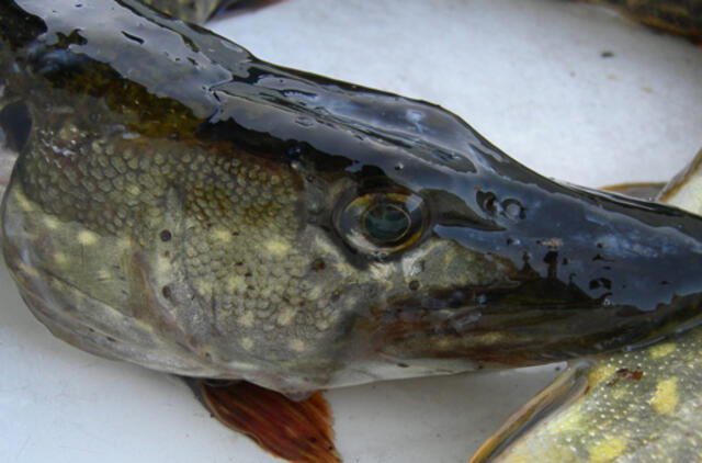 Aplinkosaugininkai primena apie baudas už sužvejotas per mažas lydekas