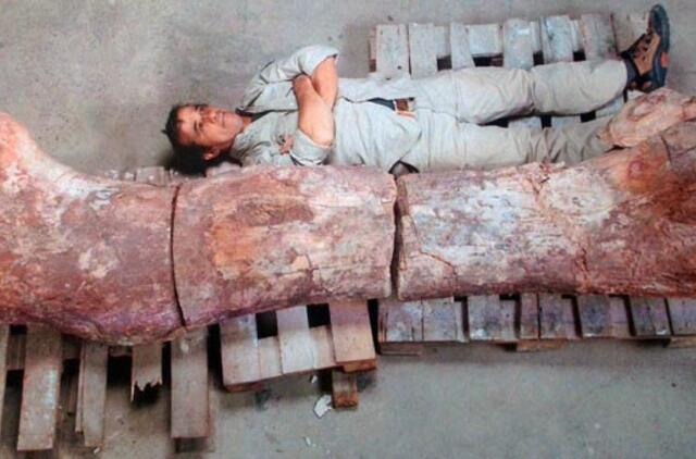 Argentinoje rasti didžiausio Žemėje dinozauro kaulai