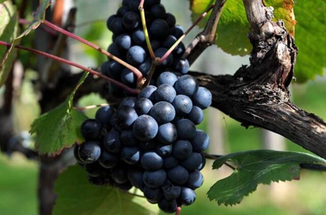 Mokslininkai: amžinojo gyvenimo vaisto nėra