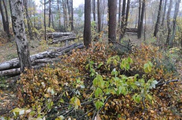 Pririšo prie medžio ir apiplėšė