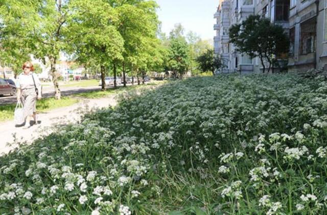 Valdininkams pasiūlė imti dalgius