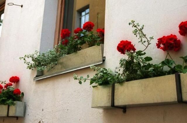 Augalų galia. Kam kvepia pelargonijos