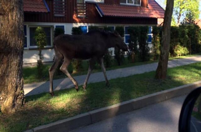 Dėl briedžių žūčių kalti žmonės