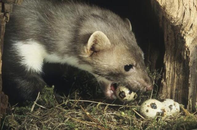 Įkliuvo kiaušinių vagys