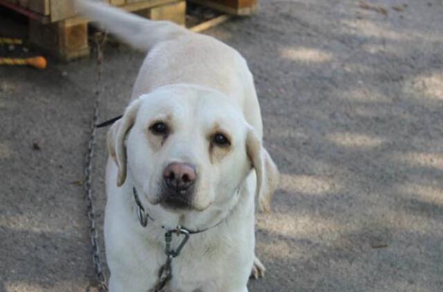 Klaipėdoje rasti 8 gyvūnėliai norėtų grįžti namo