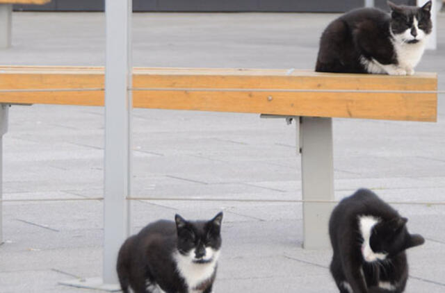 Masiškai atsikratoma augintinių