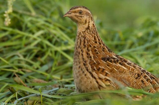 Populiarėja putpelės