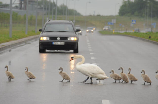 Vairuotojus nustebino gulbių šeimynėlė