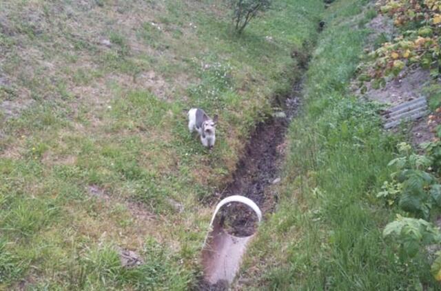 Alinanti kaitra išdžiovino šulinius Dituvoje