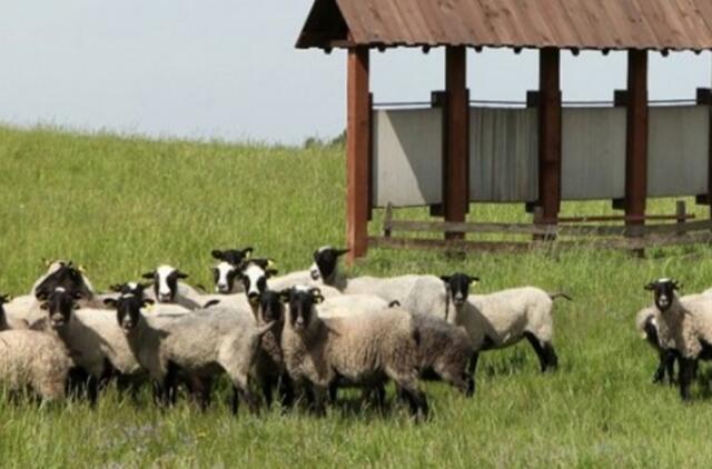 Kuršių nerijos kyšulius sutvarkyti padės avys