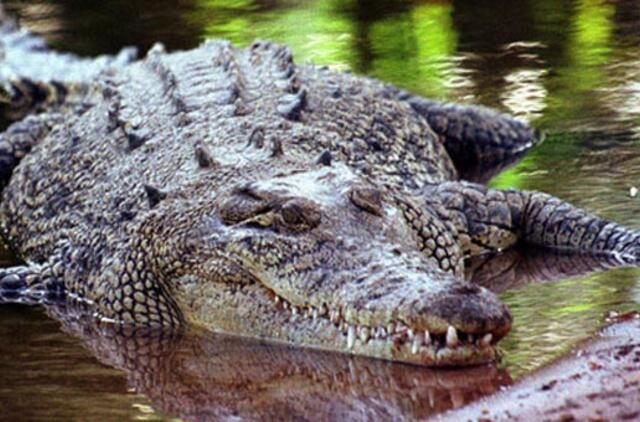 Meksika: miesto meras "vedė" krokodilą, kad pagausintų žvejų laimikį