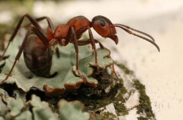 Atradimas: skruzdės gali išgelbėti pasaulį nuo klimato kaitos