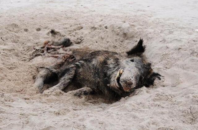 Ignalinos rajone nugaišusiam šernui nustatytas afrikinis kiaulių maras