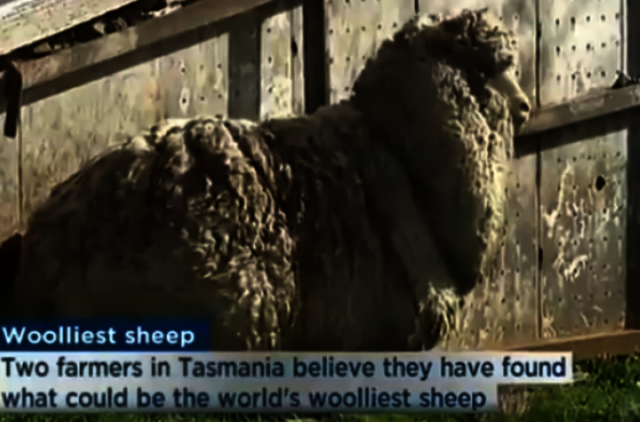 Kaip atrodo niekada žirklių nematęs avinas?