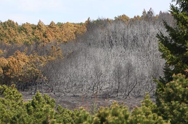 Kuršių nerijos miškuose ketinama drausti rūkyti