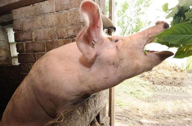 Lenkijoje - naujas afrikinio kiaulių maro protrūkis