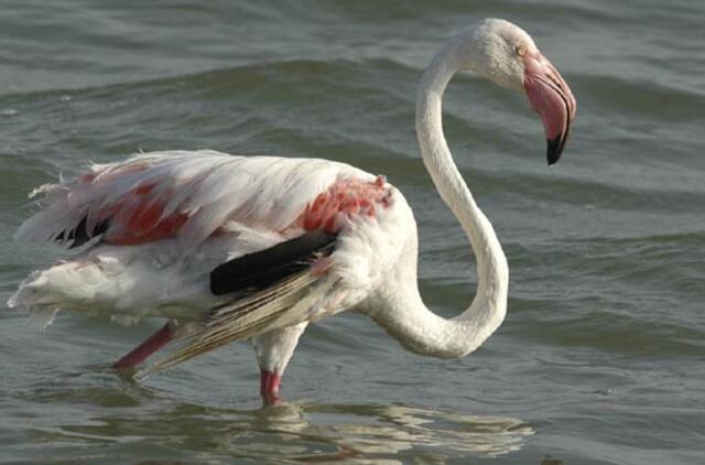 Lietuvoje aptikti rožiniai flamingai ornitologų nenustebintų