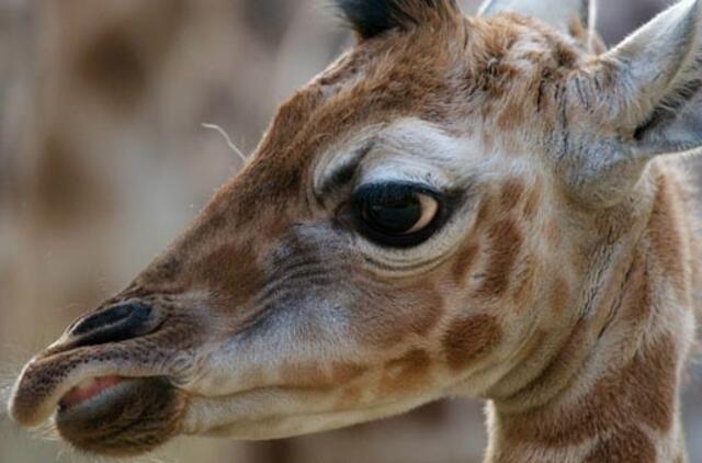 Lietuvos zoologijos sodo žirafos turi rėmėją
