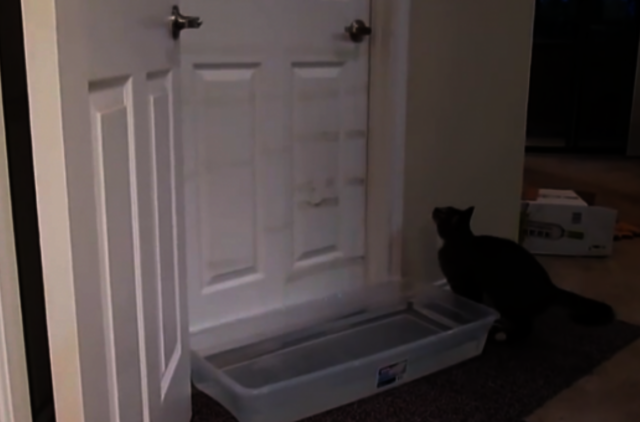 Video: katinas moka atidaryti bet kurias duris