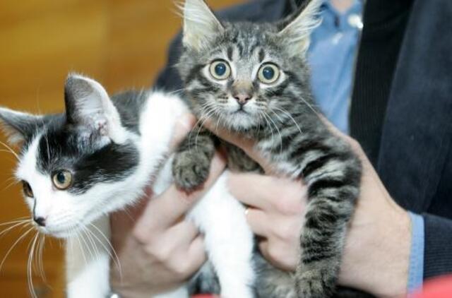 Bankas skolina ne tik pinigus, bet ir katinus