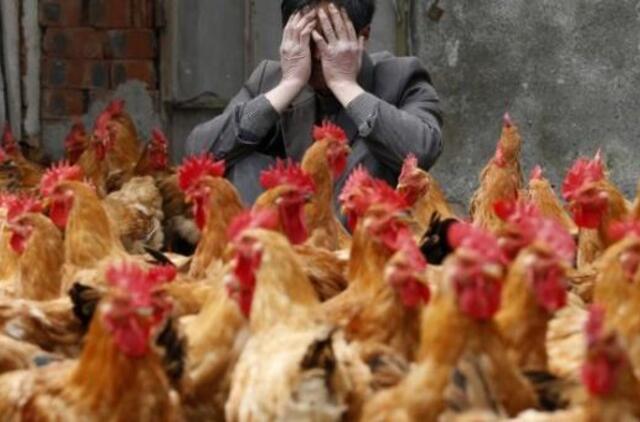 Kinijoje surengtas vištų grožio konkursas