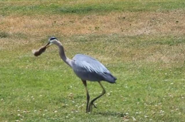 Mėlynasis garnys prarijo sterblinę žiurkę