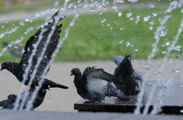 Numatomas gražus savaitgalis