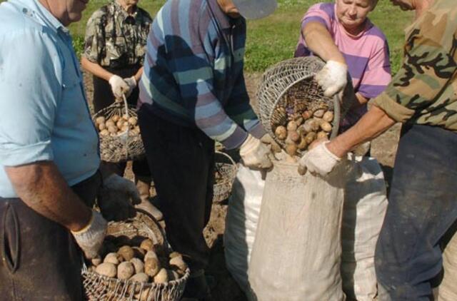 Per bulviakasį rasta šovinių dėžė