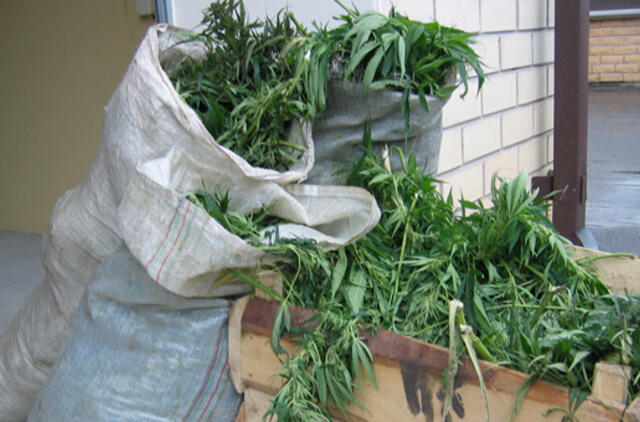 Kanapes auginusios organizuotos grupės veikla nutraukta