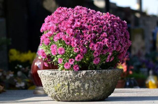 Klaipėdos Naujojo turgaus aktualijos