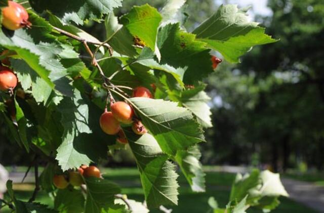 Laikysis saulėti ir sausi orai