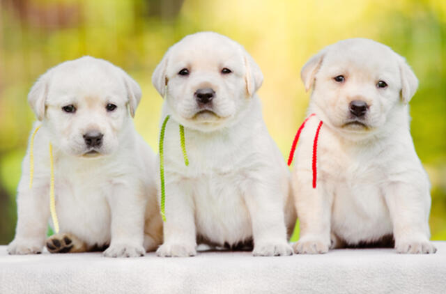 Šunų augintojams - civilinės atsakomybės ir augintinio sveikatos draudimas