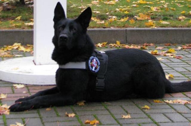 Tauragės rajone dingusią paauglę surado šuo Astoras