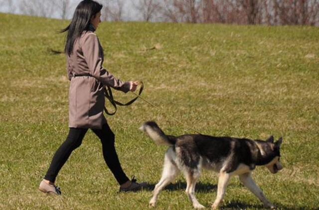 Atsisakyti rinkliavos už gyvūnus nenorėtų