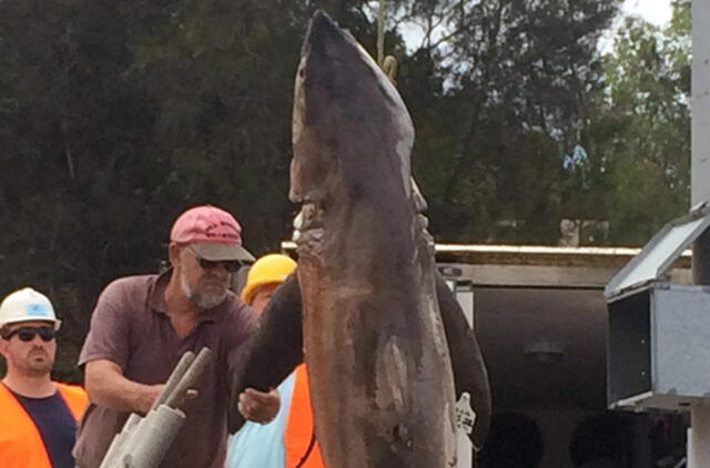 Australija: tinkluose rastas įstrigęs nugaišęs didysis baltasis ryklys
