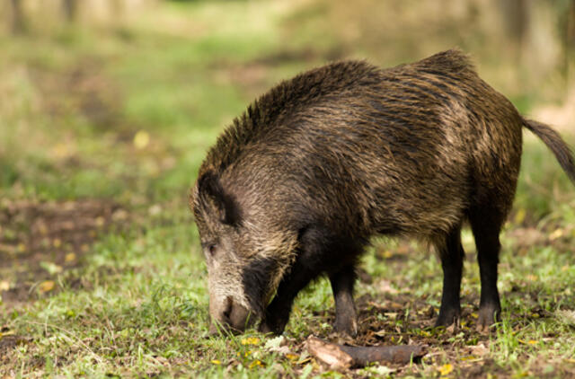 Ignalinos rajone - naujas afrikinio kiaulių maro atvejis