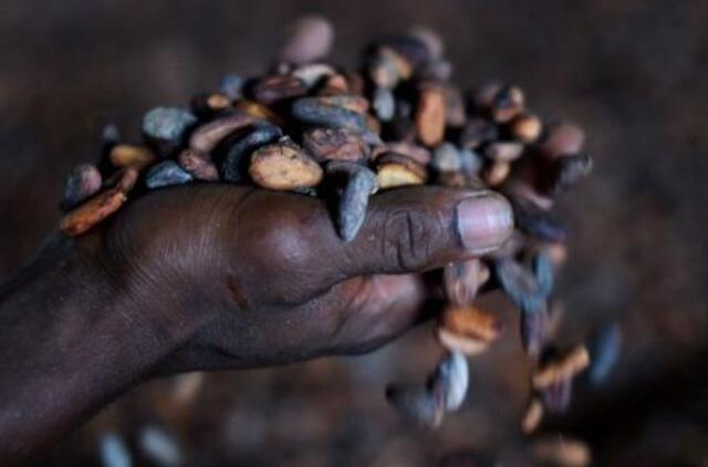 Kas darosi su šokolado kaina?
