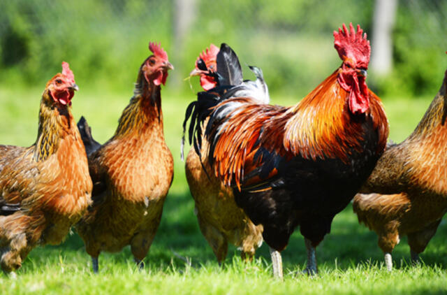 Paukštienos suvartojimas per dešimtmetį padvigubėjo