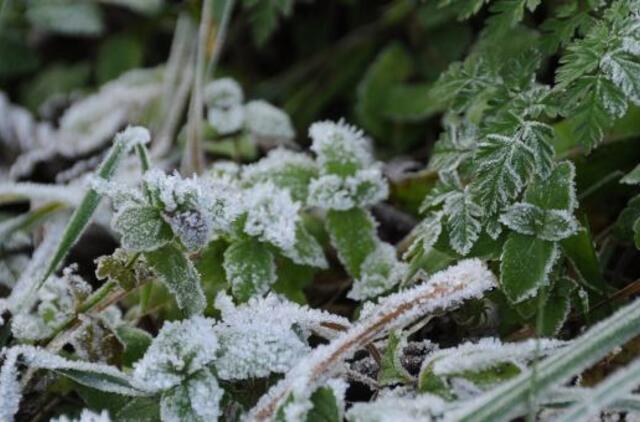 Temperatūra aukščiau nulio nebekils ir dieną