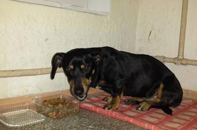 Bandužių gatvėje rastas šunelis