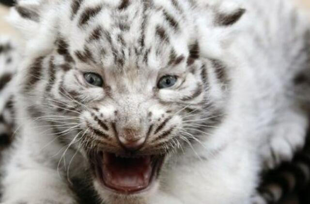 Klaipėdoje gimė trys baltieji tigrai