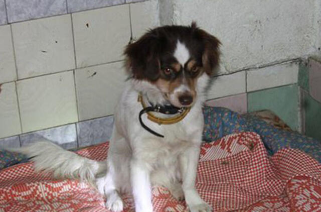 Klaipėdoje rasti du pabėgę šuneliai