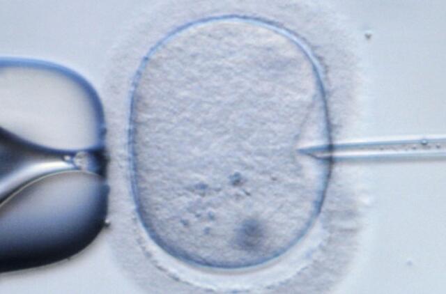 Po apvaisinimo – fejerverkai