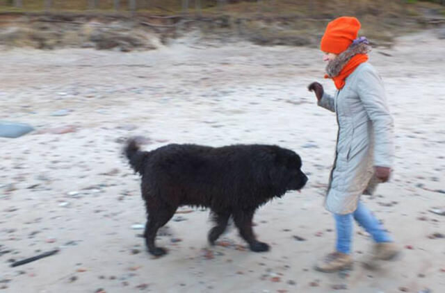 Po audros Karklėje dingo niufaundlendas Gotas