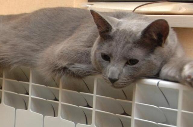 PVM lengvata šildymui pratęsta iki liepos