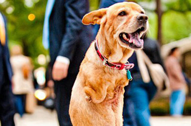 Dvikojis šuo rodo pavyzdį žmonėms